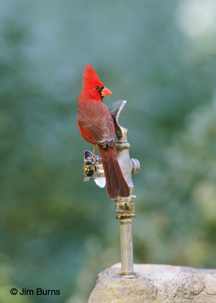 This male Northern Cardinal was caught drinking at the fountain in the Picnic Area.