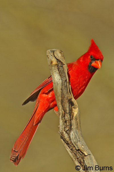 Northern Cardinals, also permanent residents, are especially common around the Herb Garden, and the males never fail to delight visitors.