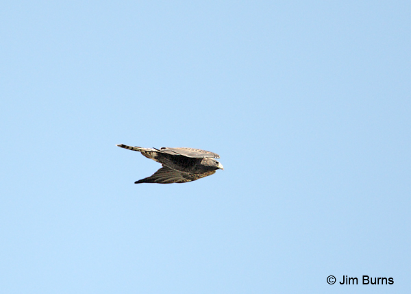 Northern Goshawk adult female in flight