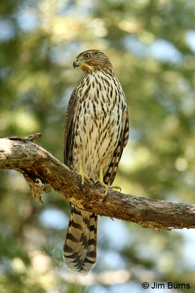 Northern Goshawk juvenile perched