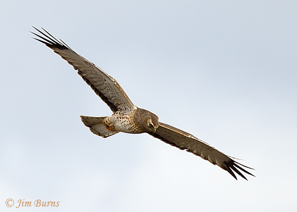 Northern Harrier adult male, fingers in the sky--6127