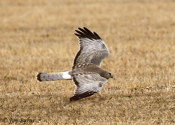 Northern Harrier adult male coursing field--6138