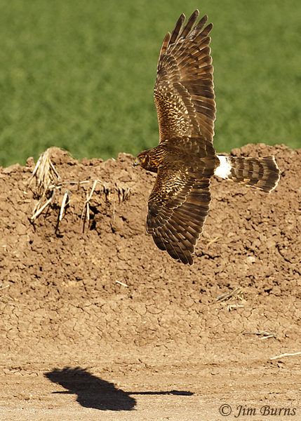 Northern Harrier adult female top shot with shadow--6562