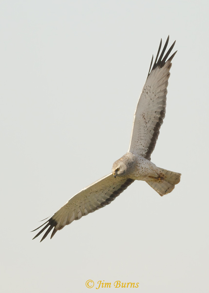 Northern Harrier male, the Gray Ghost in flight--4021