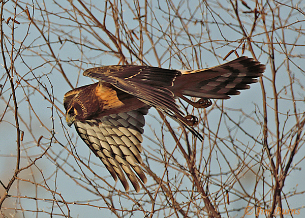 Northern Harrier out of the trees--8061