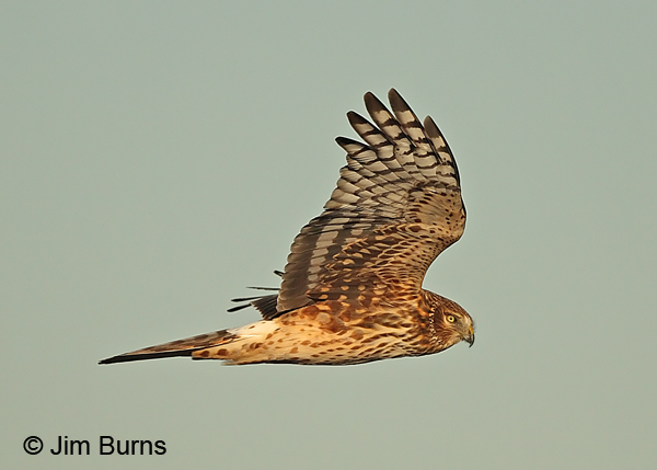 Northern Harrier adult female in flight