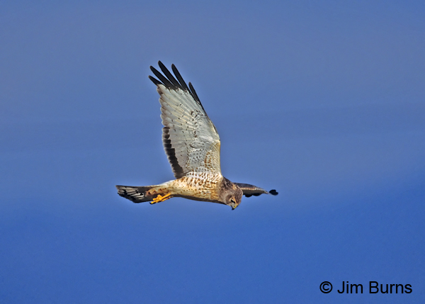 Northern Harrier adult male hovering