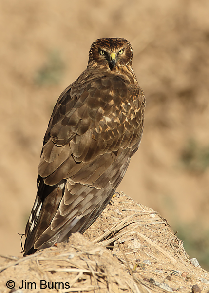 Northern Harrier female facial disk