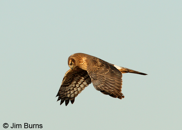 Northern Harrier adult female coursing for rodents