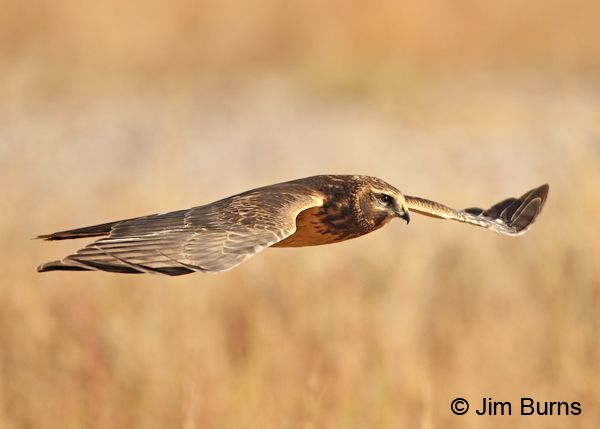Northern Harrier juvenile on flat wings