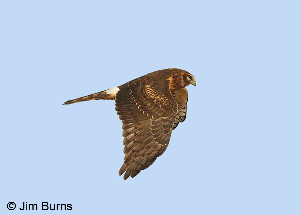 Northern Harrier juvenile in flight overwing