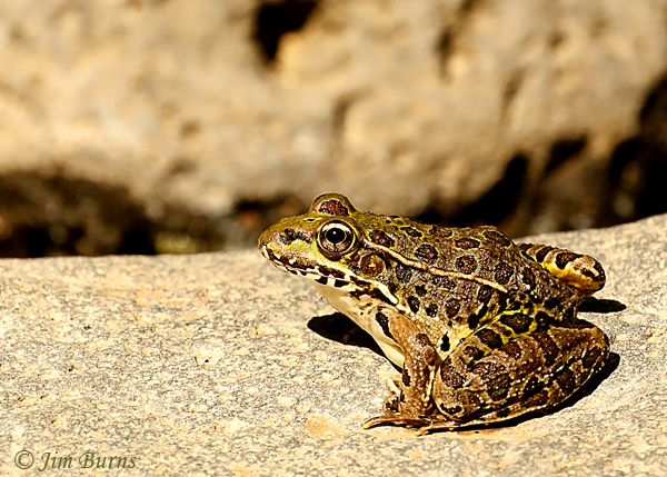 Northern Leopard Frog on river rock--5920