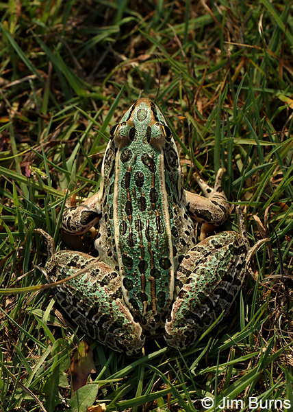 Northern Leopard Frog dorsal view
