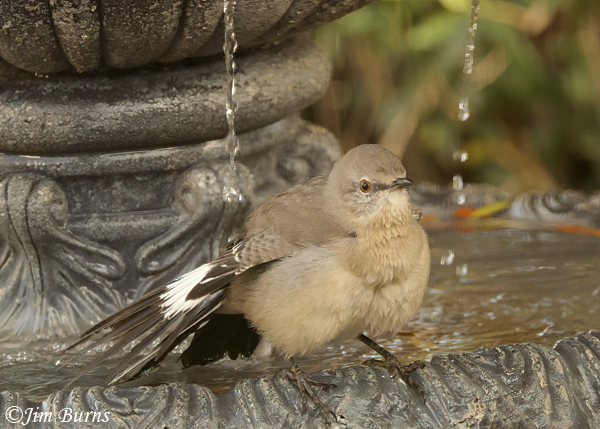 Northern Mockingbird bathing in fountain--1627