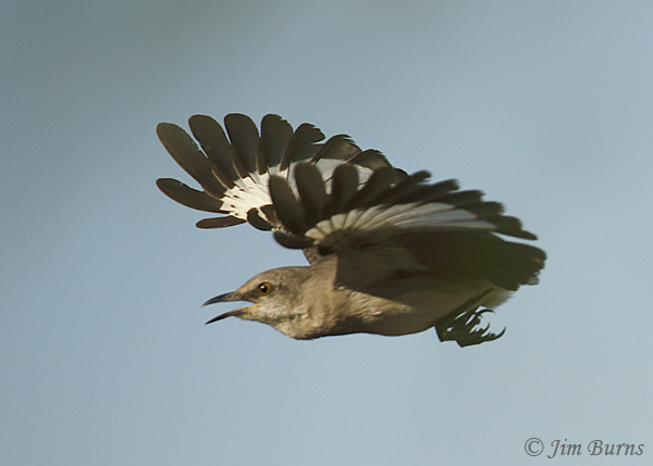 Northern Mockingbird, tailless--2538