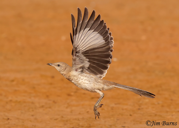 Northern Mockingbird fledgling in flight--7394