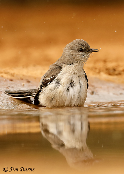Northern Mockingbird juvenile bathing--8776
