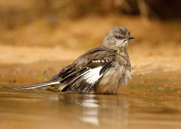 Northern Mockingbird bathing #2--8798