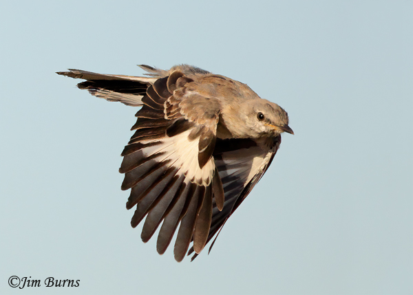 Northern Mockingbird juvenile in flight--8210