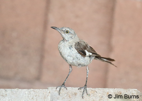 Northern Mockingbird, young of the year, September
