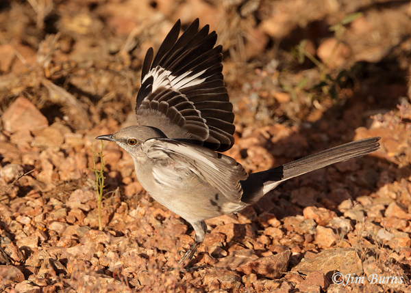 Northern Mockingbird juvenile wing flashing--7774