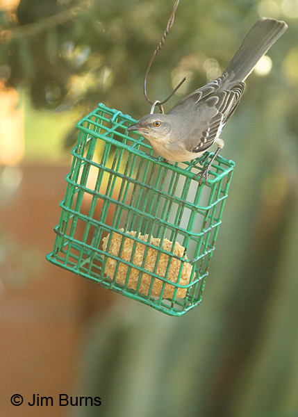 Northern Mockingbird on suet feeder