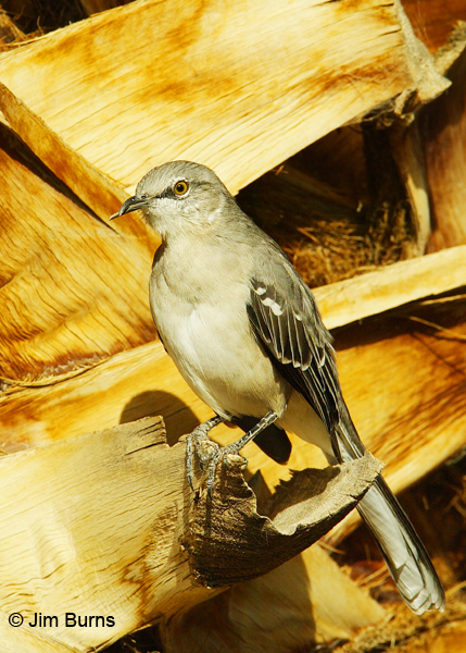 Northern Mockingbird with deformed bill