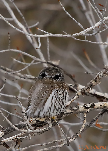 Northern Pygmy-Owl false eye spots--6815