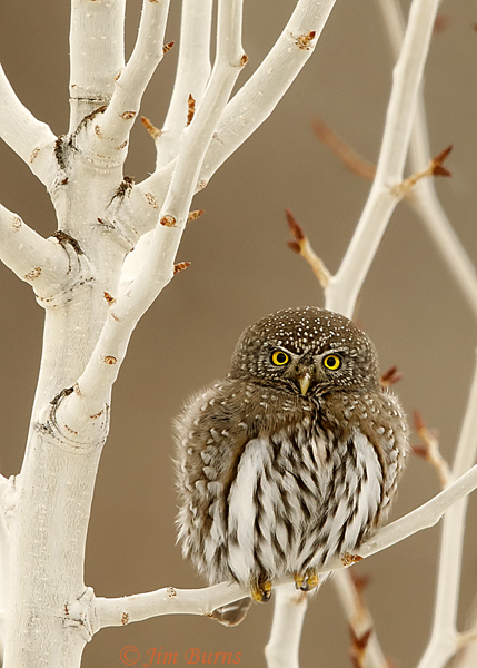 Northern Pygmy-Owl fluffed out against the cold--7053
