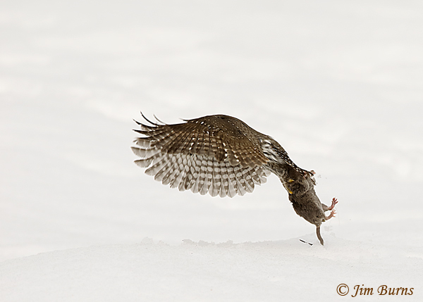 Northern Pygmy-Owl in flight with prey--7099