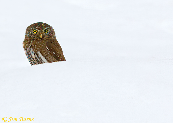 Northern Pygmy Owl in snow--7104