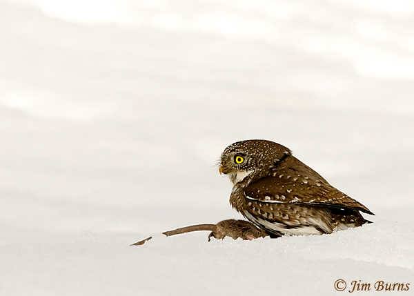 Northern Pygmy-Owl with prey--7126