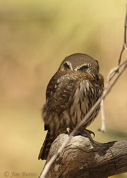 Northern Pygmy-Owl false eye spots #2