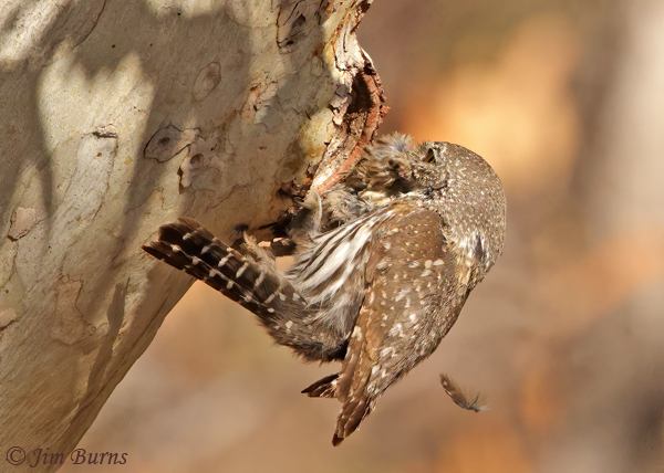 Northern Pygmy-Owl with Pine Siskin for nestlings# 2--4670