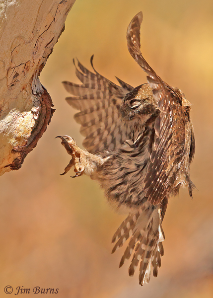 Northern Pygmy-Owl returning to nest--5127