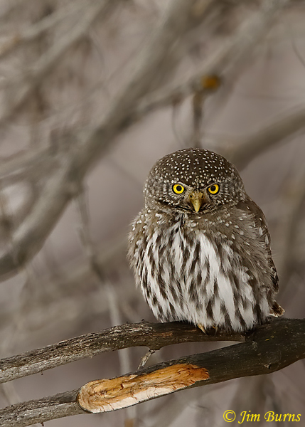 Northern Pygmy-Owl--7262