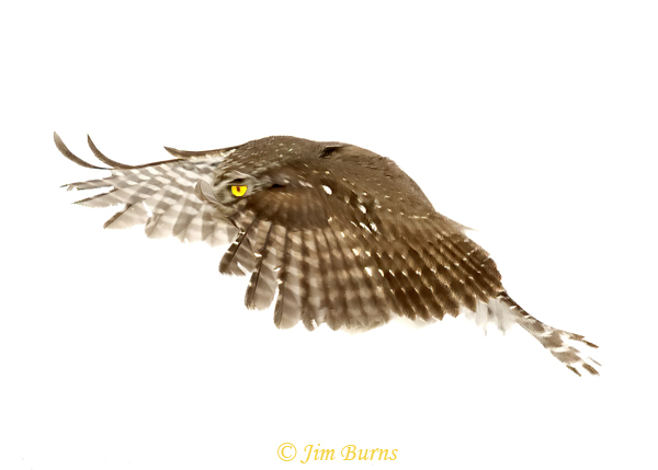 Northern Pygmy Owl blur--7086