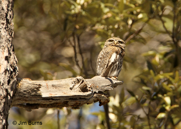Northern Pygmy-Owl female on pine stub