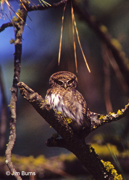 Northern Pygmy-Owl grinnelli