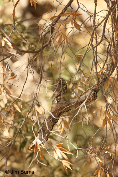 Northern Pygmy-Owl hiding in plain sight