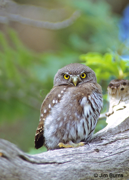 Northern Pygmy-Owl on branch