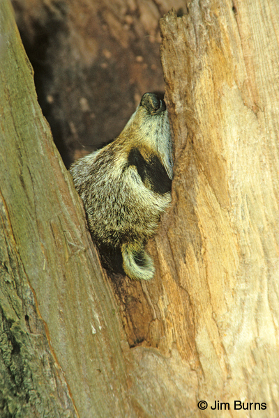 Northern Raccoon asleep in hollow tree