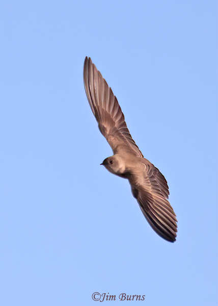 Northern Rough-winged Swallow dorsal view--4834