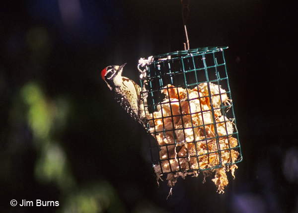 Nuttall's Woodpecker male on suet feeder