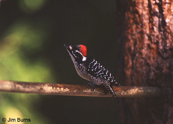 Nuttall's Woodpecker male