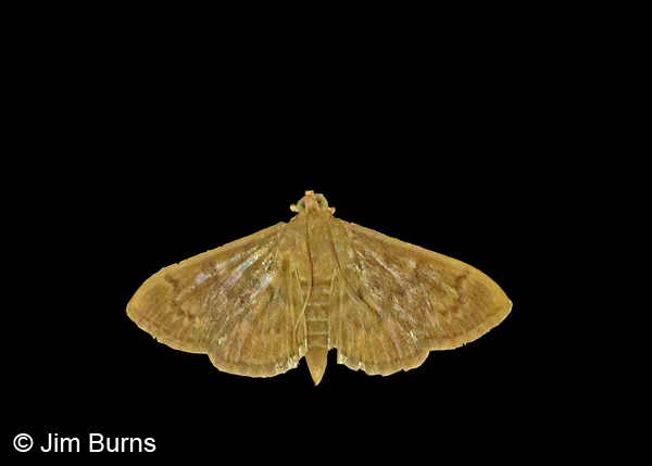 Obscure Psara Moth, Arkansas
