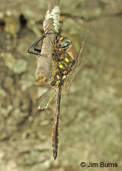 Ocellated Emerald male, Essex Co., VT, July 2014