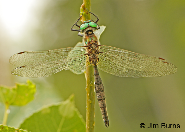 Ocellated Emerald male dorsal view, Lake Co., MN, July 2012