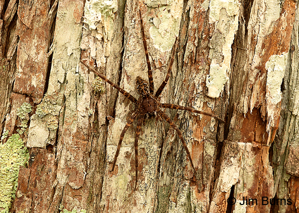 Okefenokee Fishing Spider, Florida
