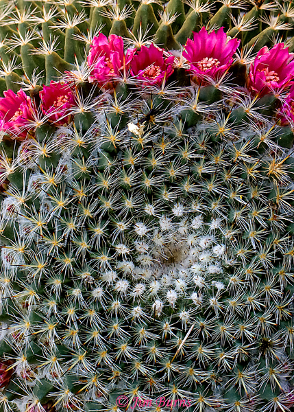 Old-Lady Cactus, Arizona--1143